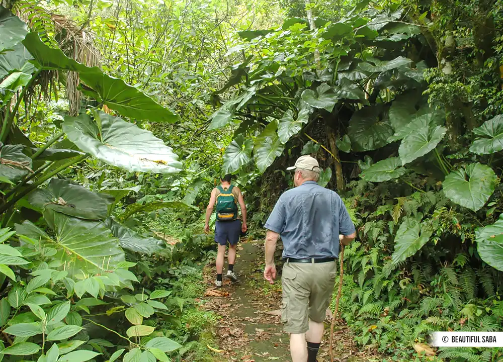 Wandelen in het tropische regenwoud van Saba op Saba