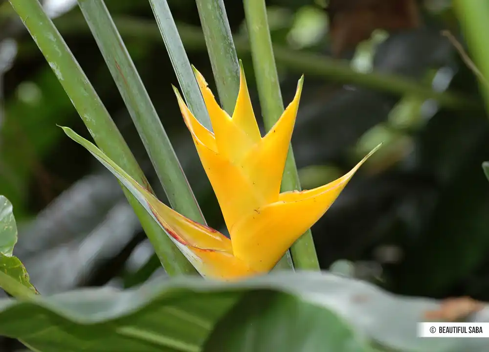 Gele bloem Saba
